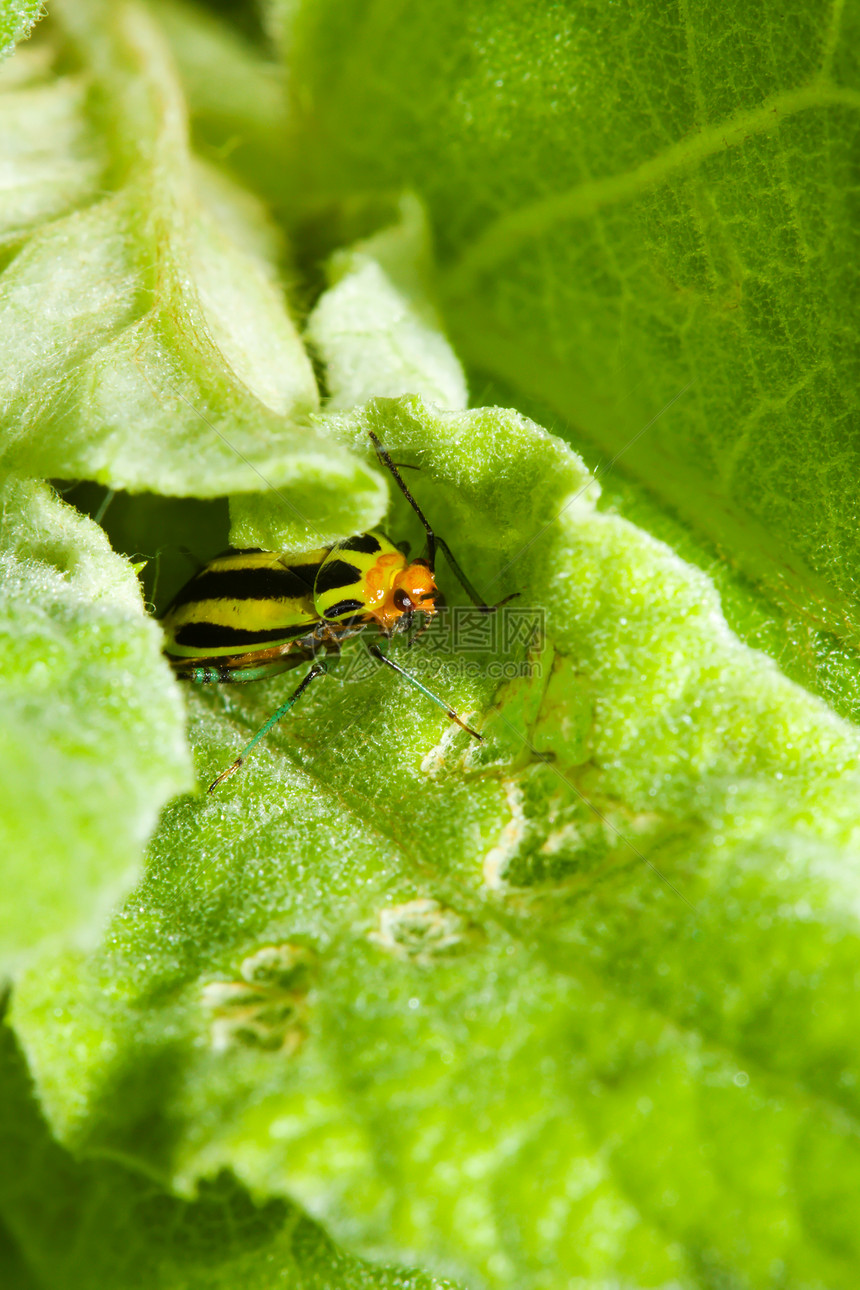 四条线植物虫条纹宏观叶子动物天线害虫动物群昆虫黄色图片