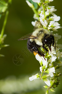 金色北方大黄蜂金色北大黄蜂飞虫宏观蜜蜂区系黄色花粉篮翼龙漏洞动物群黑色背景