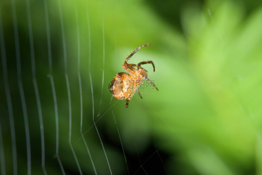 女性蜘蛛蜘蛛鼠科野生动物宏观动物群昆虫动物白蜘蛛图片