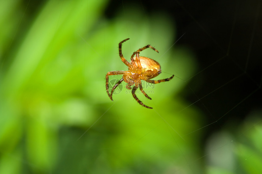 女性蜘蛛蜘蛛动物鼠科野生动物动物群昆虫白蜘蛛宏观图片