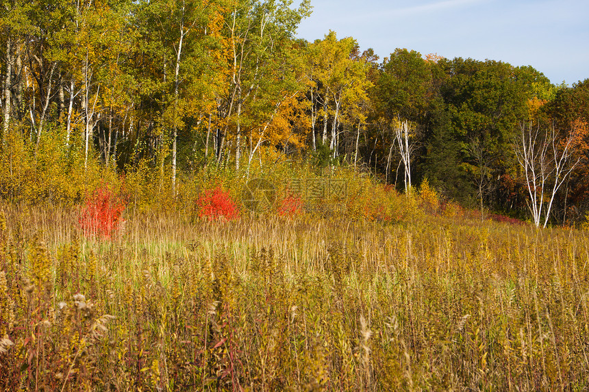 秋天的颜色场地叶子森林草地树木天空树叶植物群野草季节性图片