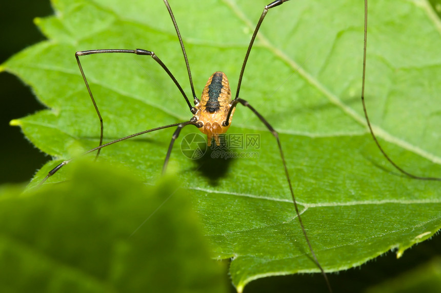 捕猎人蜘蛛长腿捕食者收割者宏观防治生物圆形动物群意见书成年图片