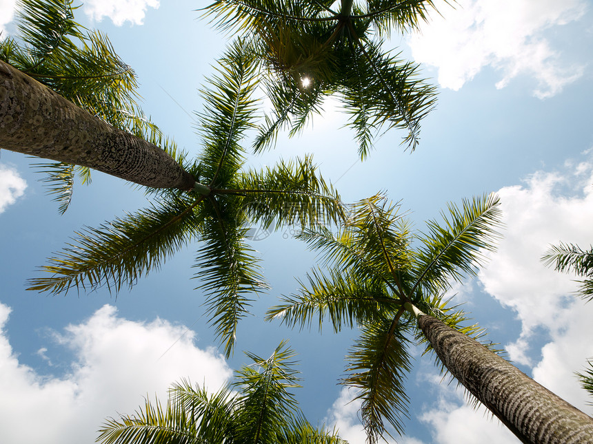椰子树天堂树干棕榈天空旅行热带假期太阳图片