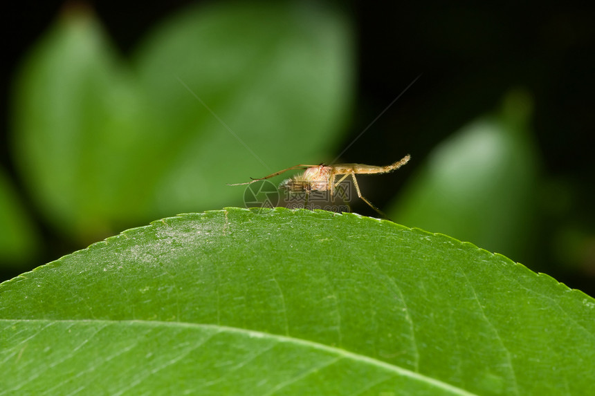 一只绿色叶子上的雄蚊子图片