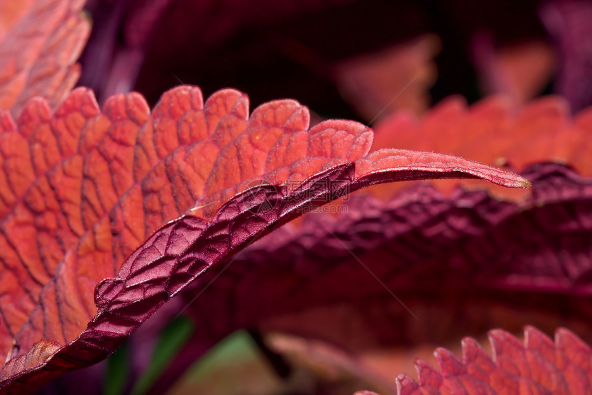 Coleus 工厂植物树叶房子生长花园绿色样性园艺红色植物群图片