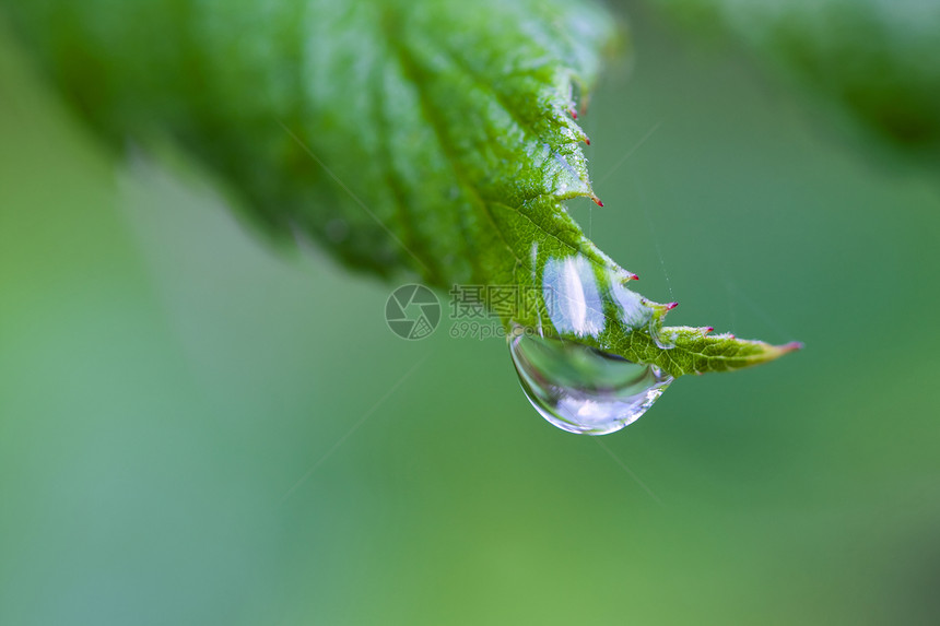 在叶子上一个杜丘落地波动太阳液体花园反射生长环境水滴雨滴绿色图片