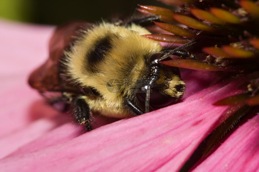 金黄北大黄蜂黑色宏观飞虫动物群区系蜜蜂花粉翼龙植物动物界图片