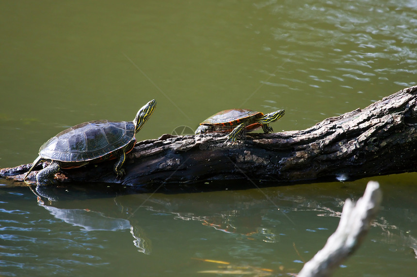 涂漆的海龟日晒动物群菊科金藻休息螨科植物爬虫爬行动物野生动物动物图片