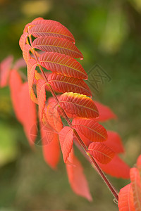 色彩多彩的秋叶宏观踏板颜色树叶红色背景图片