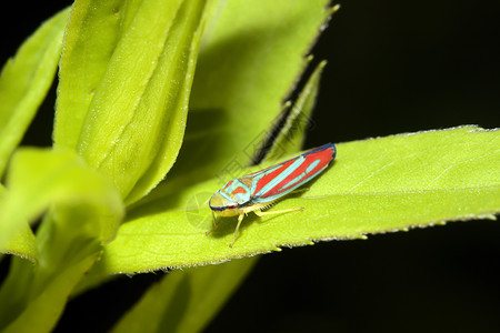 红带昆虫绿色动物条纹虫害漏洞半翅目糖果头颅头孢类高清图片