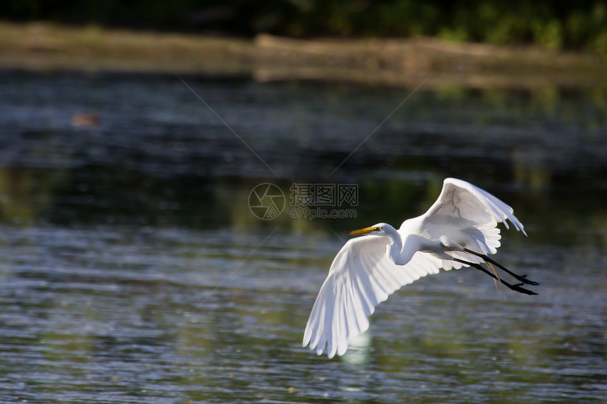 白色大白 Egret白斑公园动物动物群飞行白鹭池塘野生动物脖子肖像图片