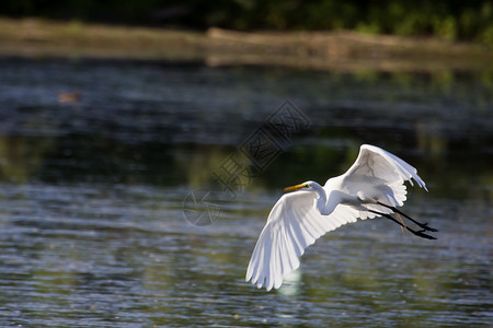 白色大白 Egret白斑公园动物动物群飞行白鹭池塘野生动物脖子肖像背景图片
