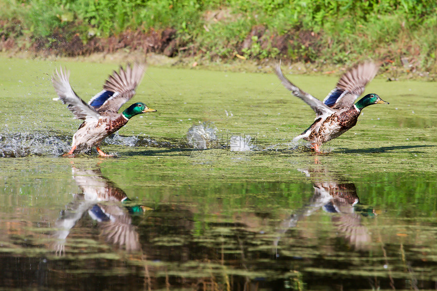 两辆摩拉客车飞沼泽羽毛鸭子飞行跑步公园苔藓池塘翅膀野生动物图片