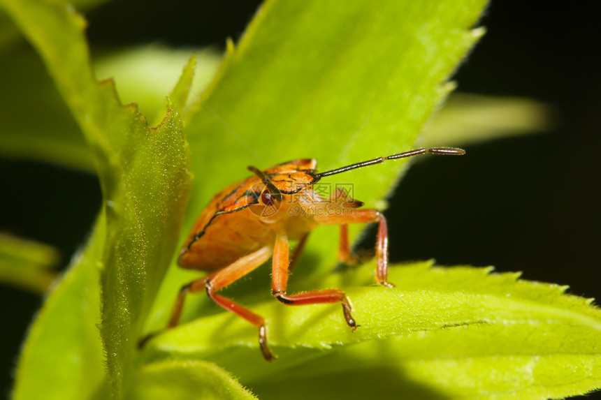 盾虫 也称为臭虫水平植物漏洞生殖花瓣盾虫动物昆虫动物学异翅目图片