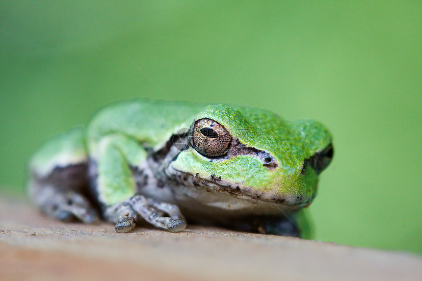 树蛙眼睛宏观摄影灰色野生动物青蛙图片