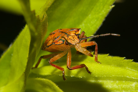盾虫 也称为臭虫动物学异翅目黄杨大叶叶子动物群野生动物盾虫草食性部位背景图片