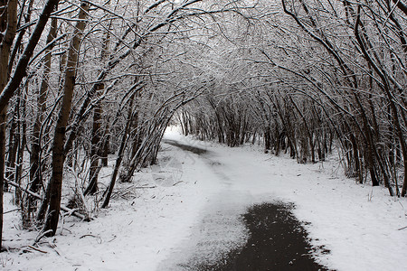 冬季路线雨棚人行道树叶小路树木背景图片