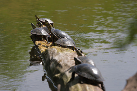 涂漆的海龟日晒野生动物动物群爬行动物脖子爬虫日志动物休息背景图片