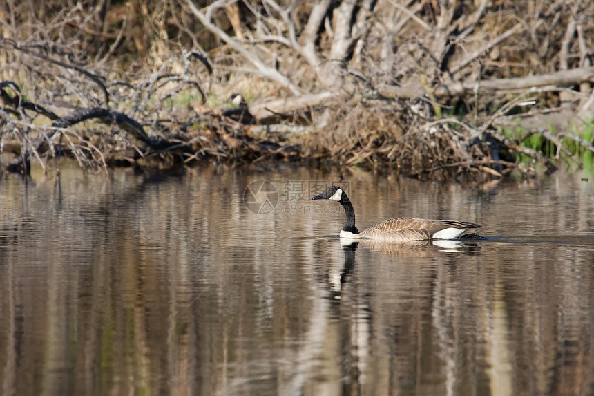 加拿大鹅翅膀动物群游泳野生动物羽毛池塘图片