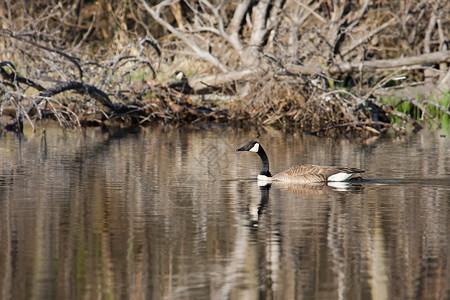 加拿大鹅翅膀动物群游泳野生动物羽毛池塘背景图片