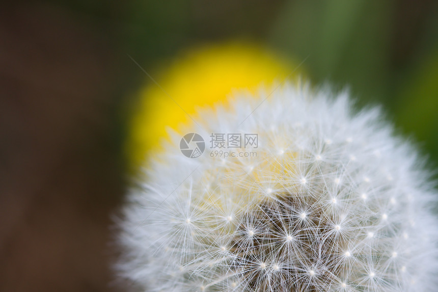丹德利翁种子头和花朵(黄)在草原上图片