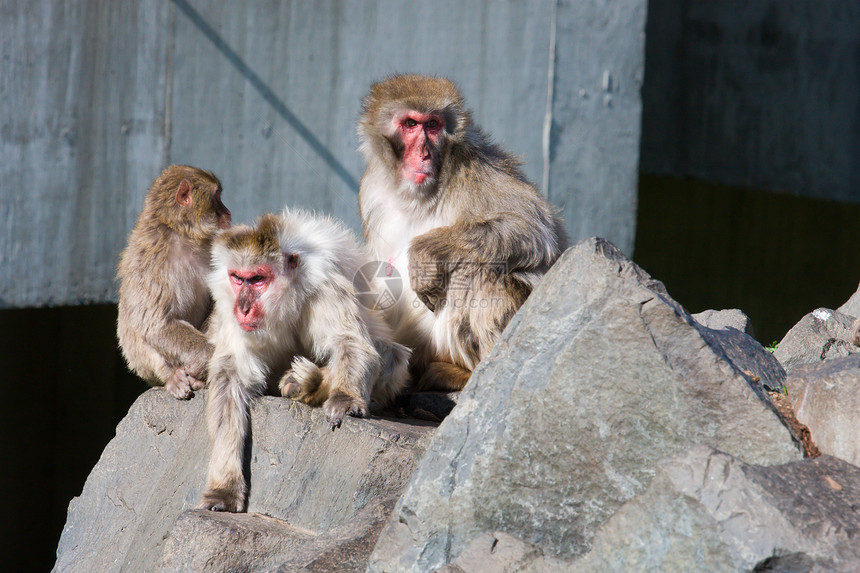 日本的麦加克猴子在动物园图片