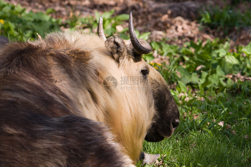 塔克平躺反刍动物野生动物鼻子棕色喇叭公园草原图片