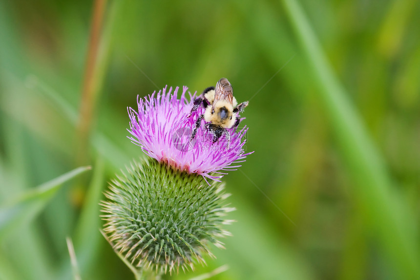 金黄北大黄蜂场地金色踏板公园搜索宏观野生动物花粉图片
