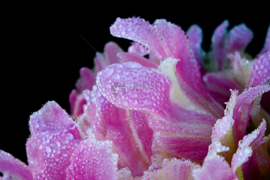 花朵上的雨滴萼片植物群天气飞沫张力宏观紫色花梗植物学水分图片