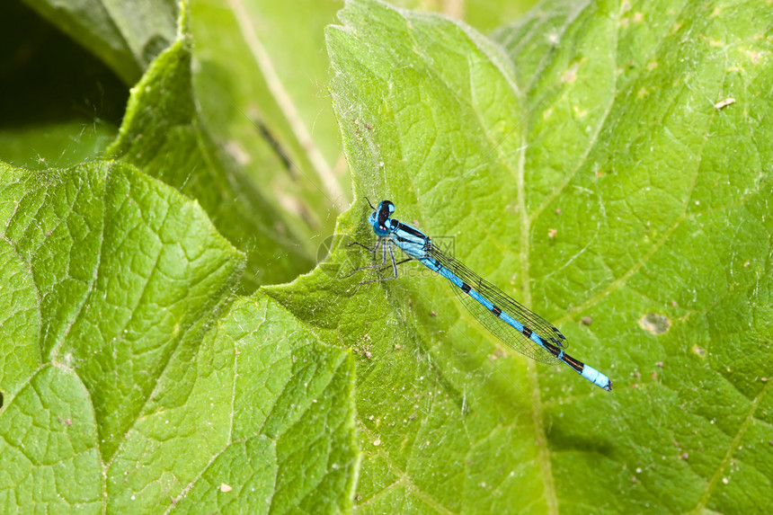 共同蓝蓝色眼睛昆虫宏观蜻蜓衬套景点野生动物动物群翅膀豆娘图片