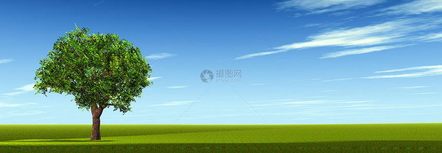字段上的树天空自由场景地平线阳光土地场地太阳孤独美丽图片