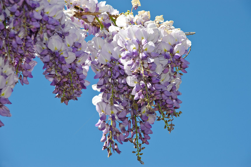 维西西亚植物活力文化紫色园艺白色紫丁香蓝色花瓣生长图片