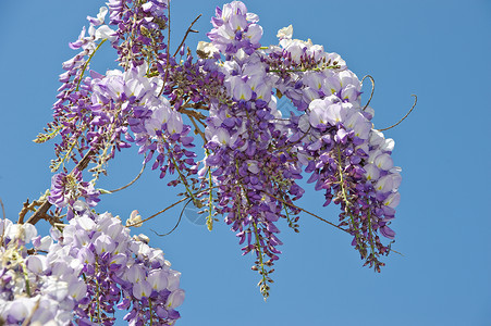 维西西亚蓝色文化花朵花园气候天空活力宏观花瓣紫色背景