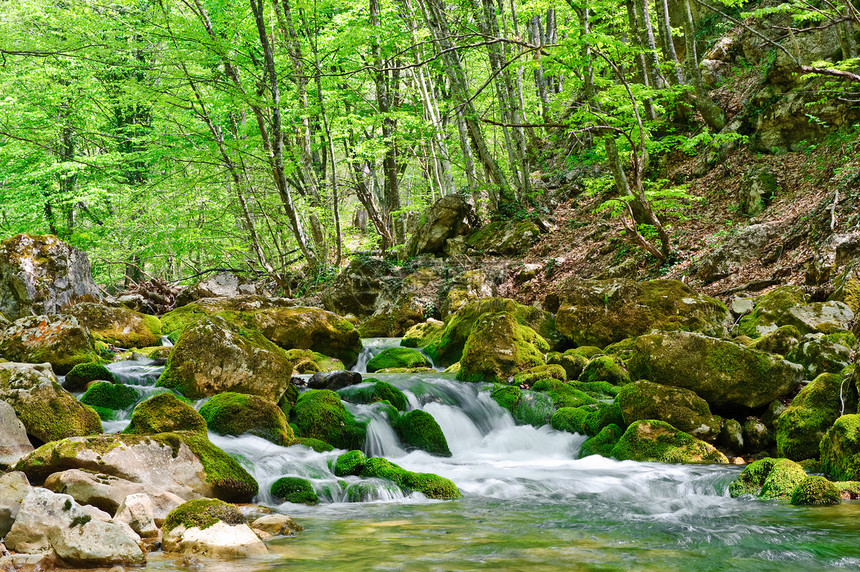 山山河叶子场景树木石头热带环境森林植物苔藓野生动物图片