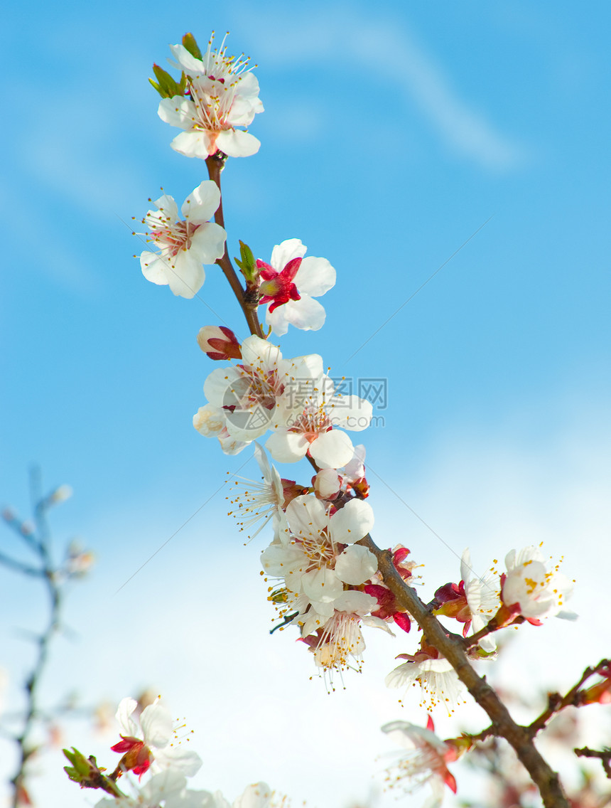 树枝的光露花瓣花粉生长红色文化绿色活力季节脆弱性粉色图片