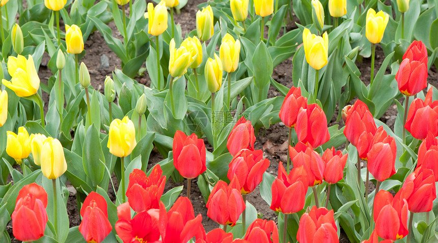 郁金花的模糊领域黄色季节植物叶子绿色紫色阳光花瓣团体园艺图片