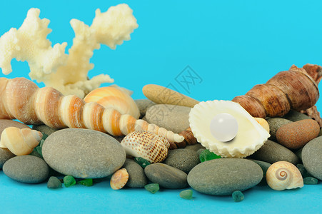 珊瑚头珍珠在开阔的壳中石头旅行假期海滩收藏热带海洋宝石天堂软体背景