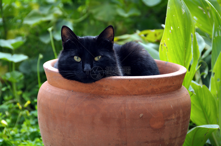 花盆猫图片