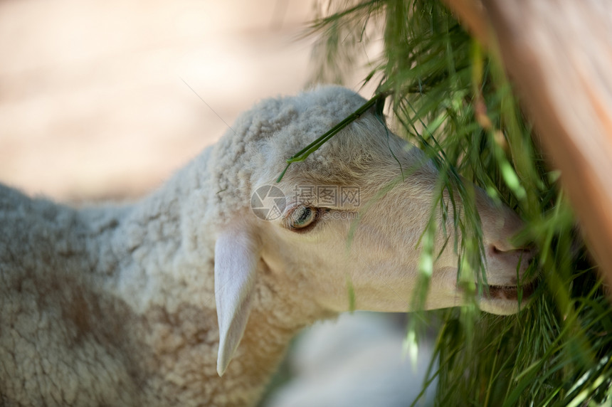 羊母羊羊毛家畜农场哺乳动物马槽绿色动物羊肉脊椎动物图片