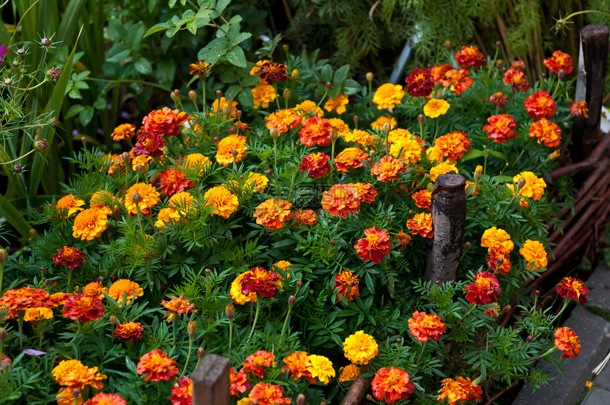 花朵季节雏菊花瓣花粉生活植物群花园宏观植物植物学图片