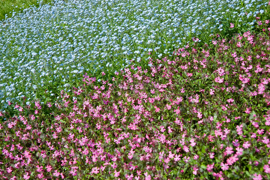 实地鲜花花园草本植物场地香水季节雌蕊花瓣农场薰衣草植物图片