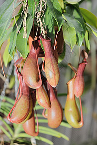 内衬投手昆虫动物花园叶子食肉生物陷阱水壶热带图片