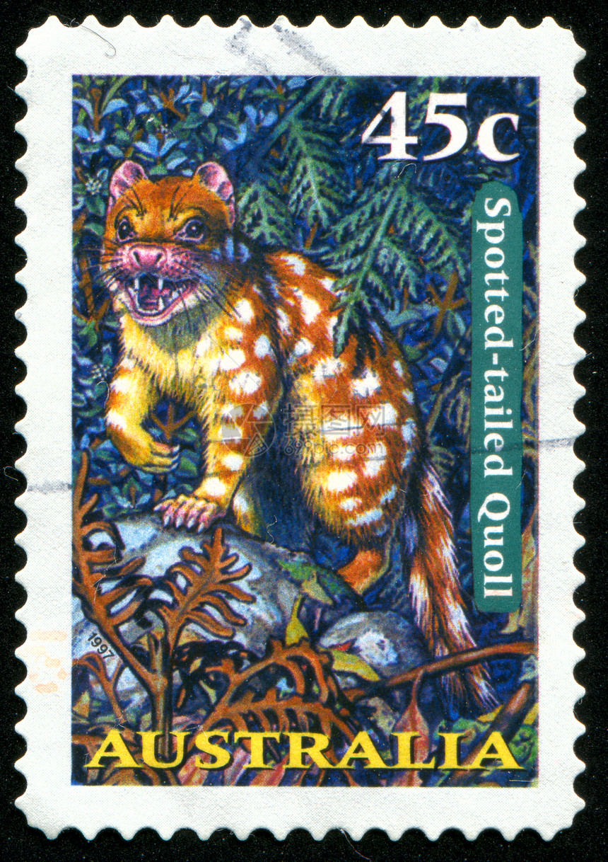 邮票动物邮件森林环境哺乳动物树叶叶子捕食者胡须毛皮图片