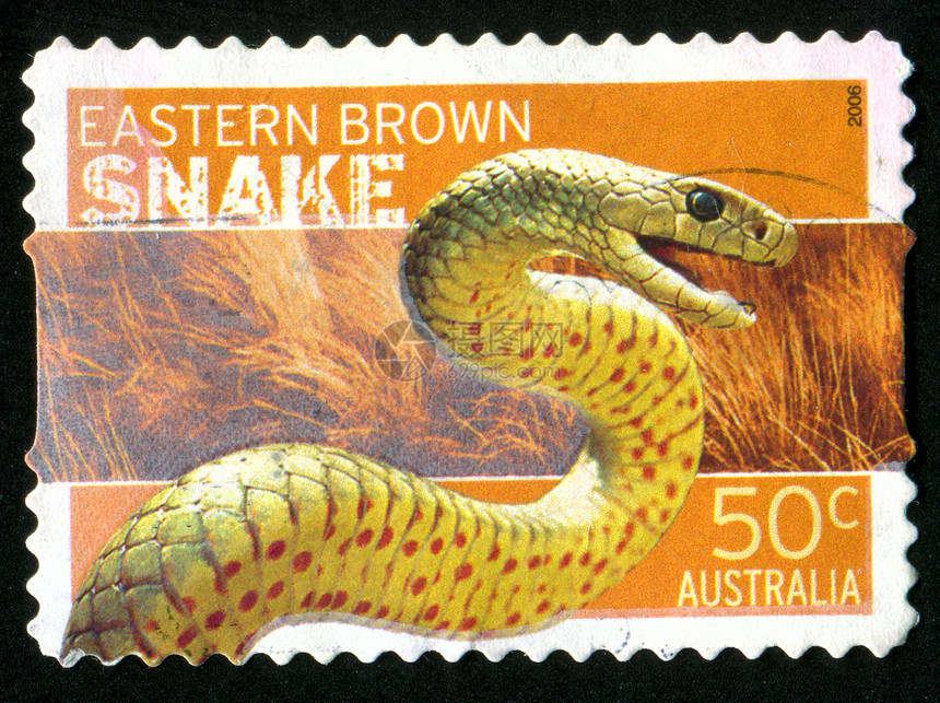 邮票信封毒液邮件动物蛇皮危险爬虫集邮打猎毒蛇图片