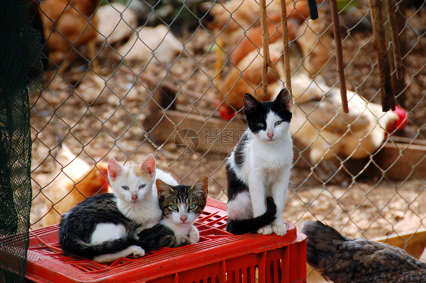 三只猫家畜家禽塑料乡村农业栅栏金属宠物免费国家图片