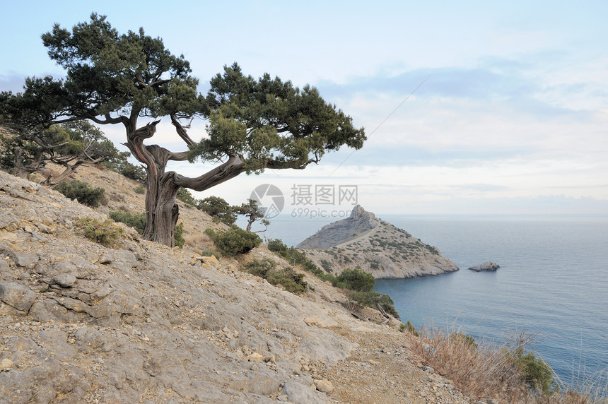 海树和山岳海岸线海滩热带冲浪岩石旅行假期蓝色地形海洋图片