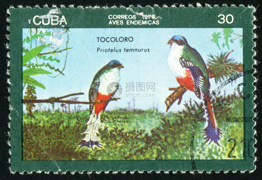 邮票信封海豹公园羽毛木头植物翅膀小路森林野生动物图片