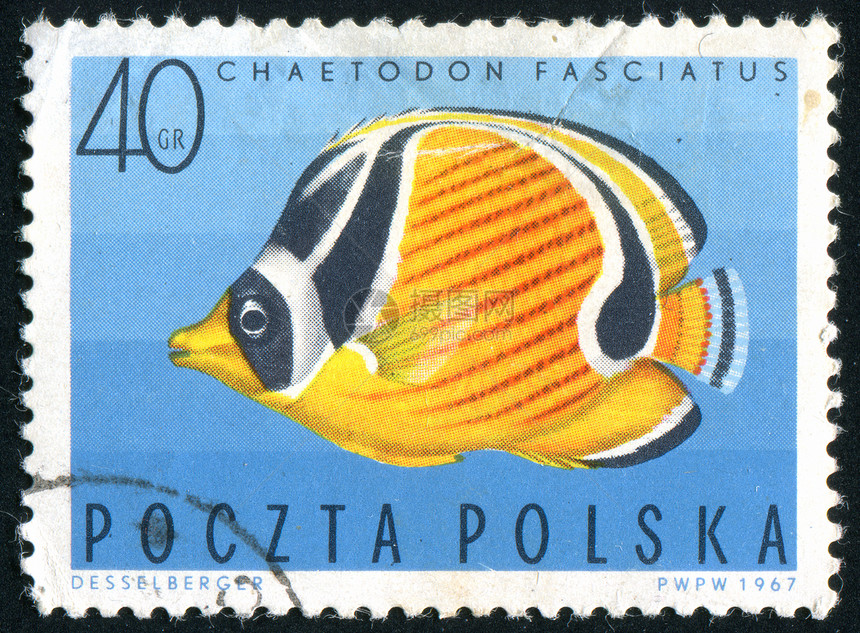 邮票古董邮戳海洋信封动物明信片动物群荒野邮件历史性图片