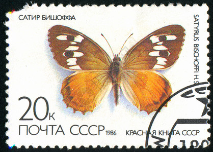 迎接兔年的邮票邮票明信片昆虫邮戳信封古董历史性蝴蝶漏洞热带生物学背景
