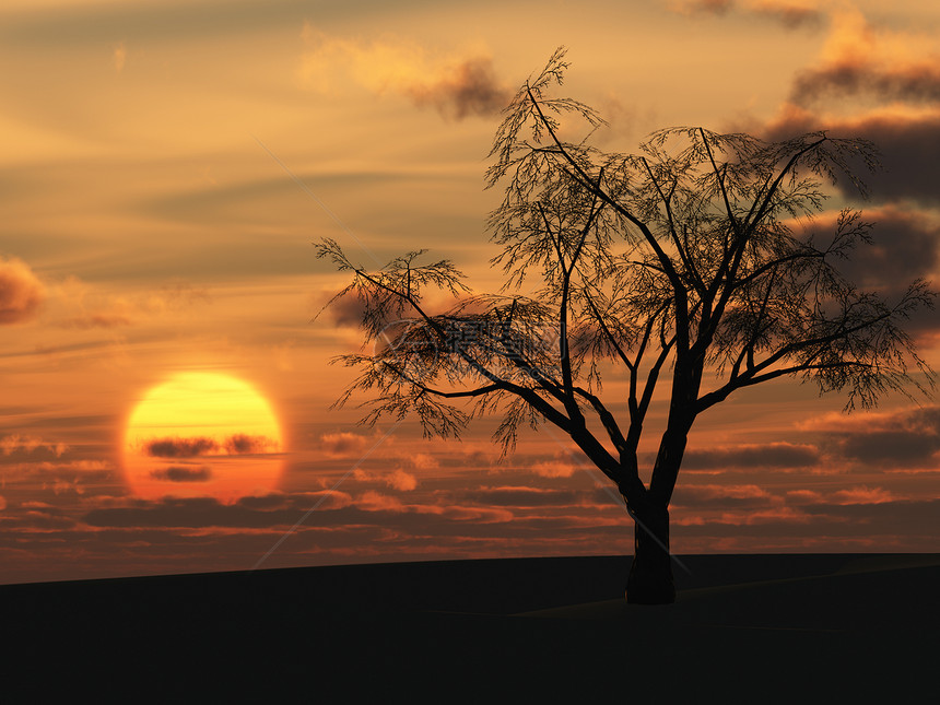 干树和红日落图片